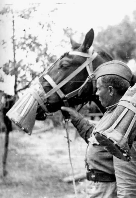 Лошади в Великой Отечественной войне