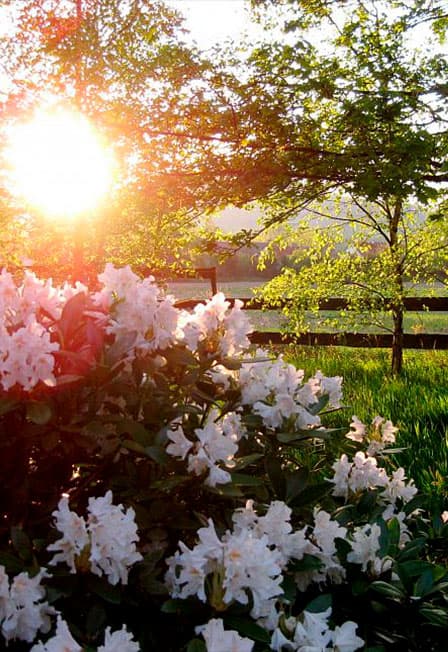 Одним весенним вечером / Язның бер кичендә / Гөлшат Имамиева