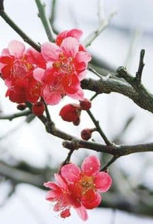 Цветущая яблоня: Мастер-класс из натурального воска