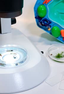 Кто в пруду?