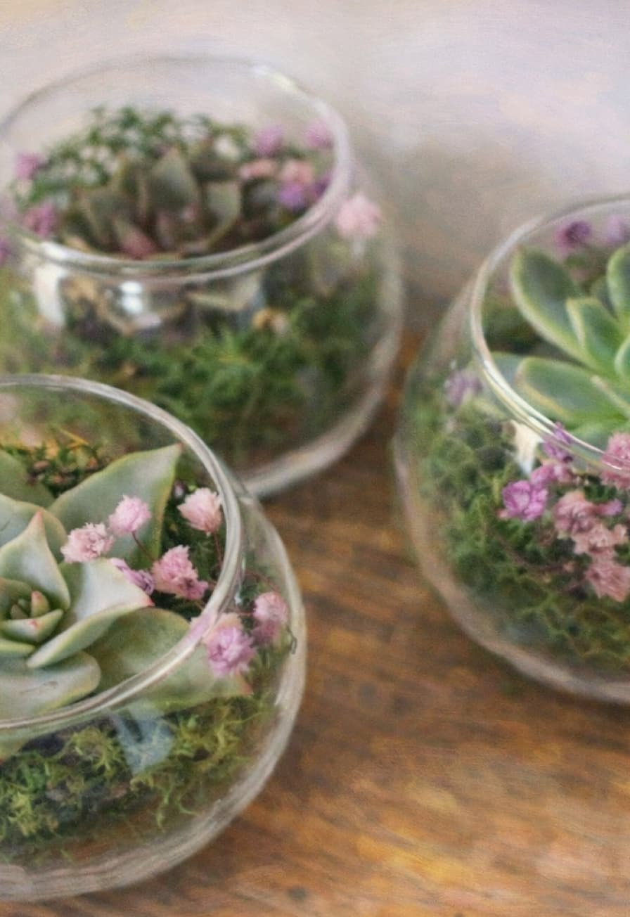 Мастер-класс «Создание живого флорариума»