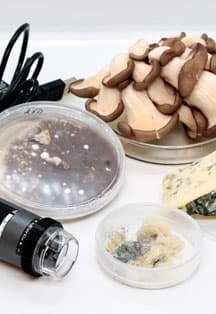 В царстве грибов