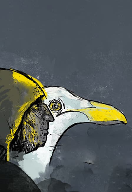 Чайка по имени...