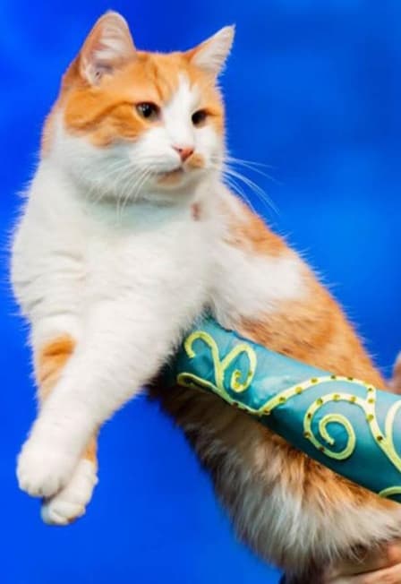 Коты спасают мир