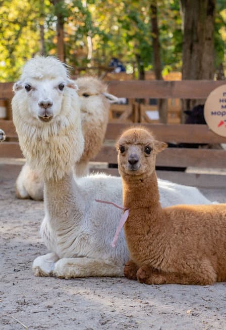 Экскурсия в будни в Парк альпак Пача Мама Домодедово