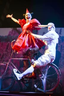 Чёрная кошка, белый кот