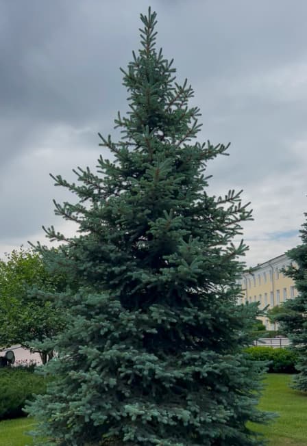 Хвойные стражи кремля: Экскурсия