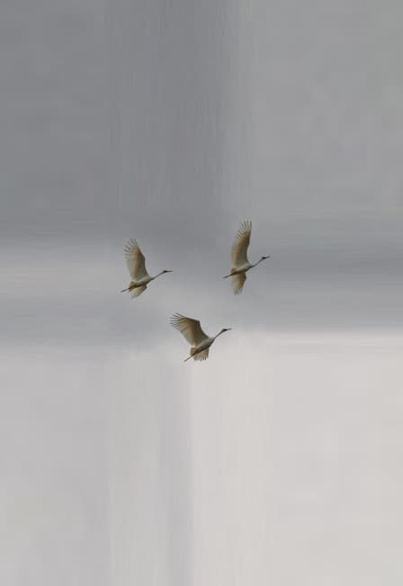 Летят журавли