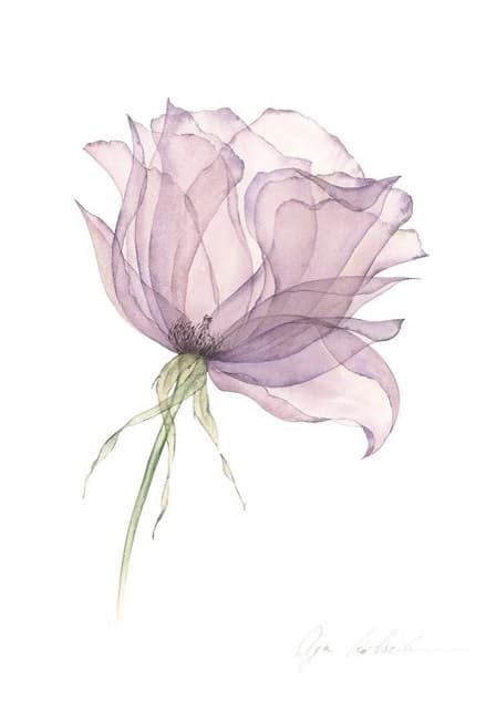 Слоистые лепестки. Техника лессировки в акварельной живописи