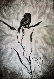 Рисование натуральным углем. Программа