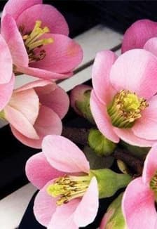 Это все о любви. Музыкально-литературная программа