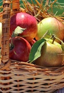 Лето яблочко румянит: Познавательная программа