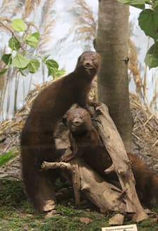 Природа в жизни мордовского народа. Интерактивное занятие