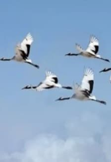 И превратились в белых журавлей... литературно-исторический час