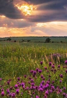 Тропинками родного края. Квиз