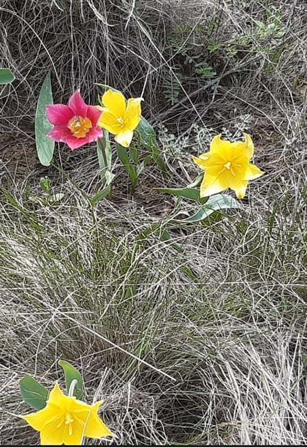 Мой край родной, моя сторонка. Краеведческий квиз