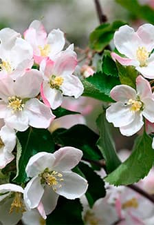 Здравствуй, Первомай. Тематический вечер