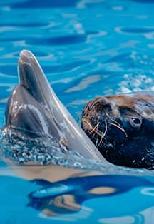 Вокруг Света