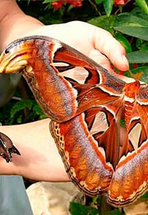 Сад бабочек