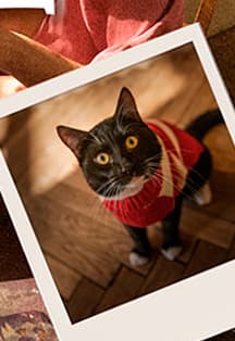 Кот тут главный