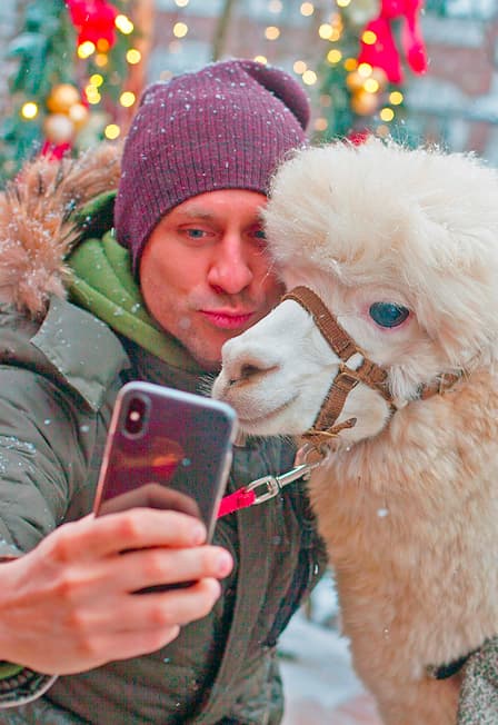 Прогулка с Альпака - сопровождение Зоотехника