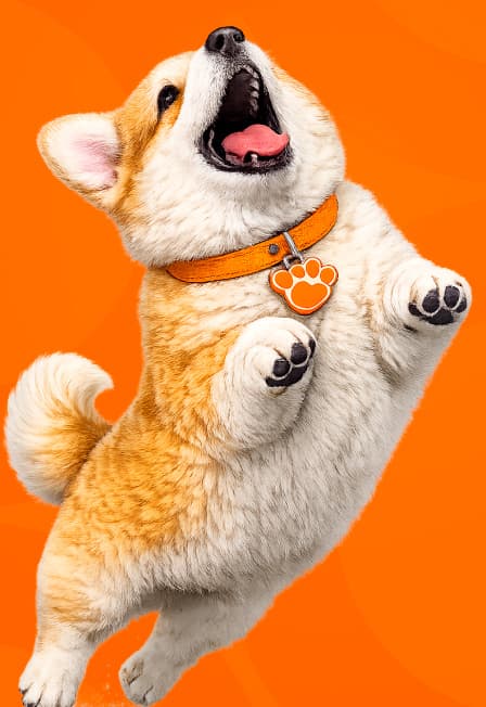 Мохнатый Пикник