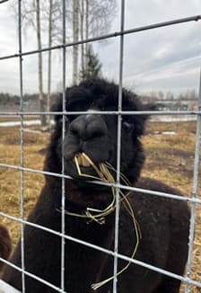 Семейный отдых в Карелии. 30 га детского счастья