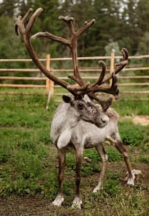 Однодневный тур «Знакомство с Карелией: хаски, олени, водопады и горный парк "Рускеала»