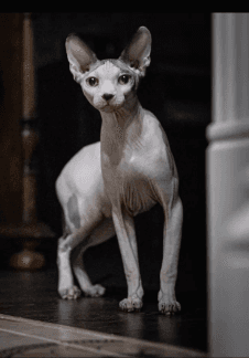 Мартовский кот. Выставка художественной фотографии