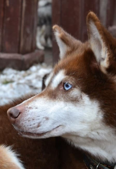 Уральская перезагрузка: горы, скалы и олени