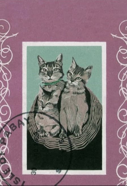 Порез на собаке