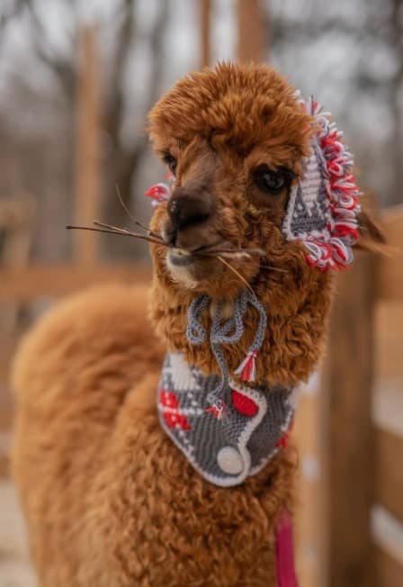 Бьюти-утро с альпаками в Пача Мама