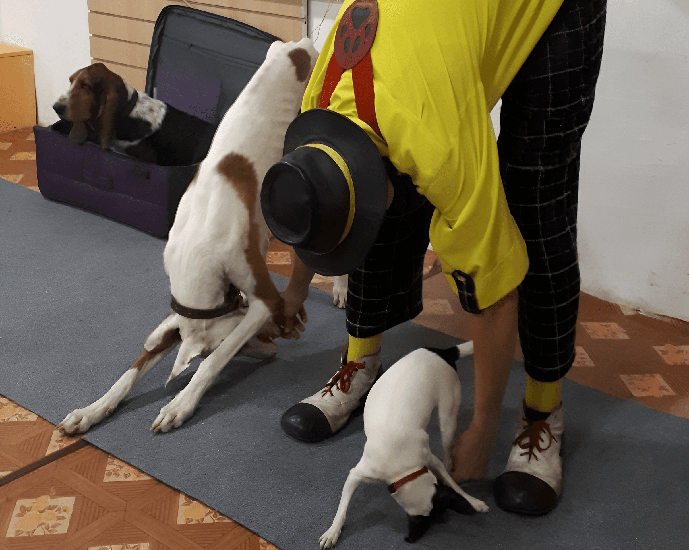 Шоу и мастер-класс по дрессировке цирковых собак (Музей собаки)