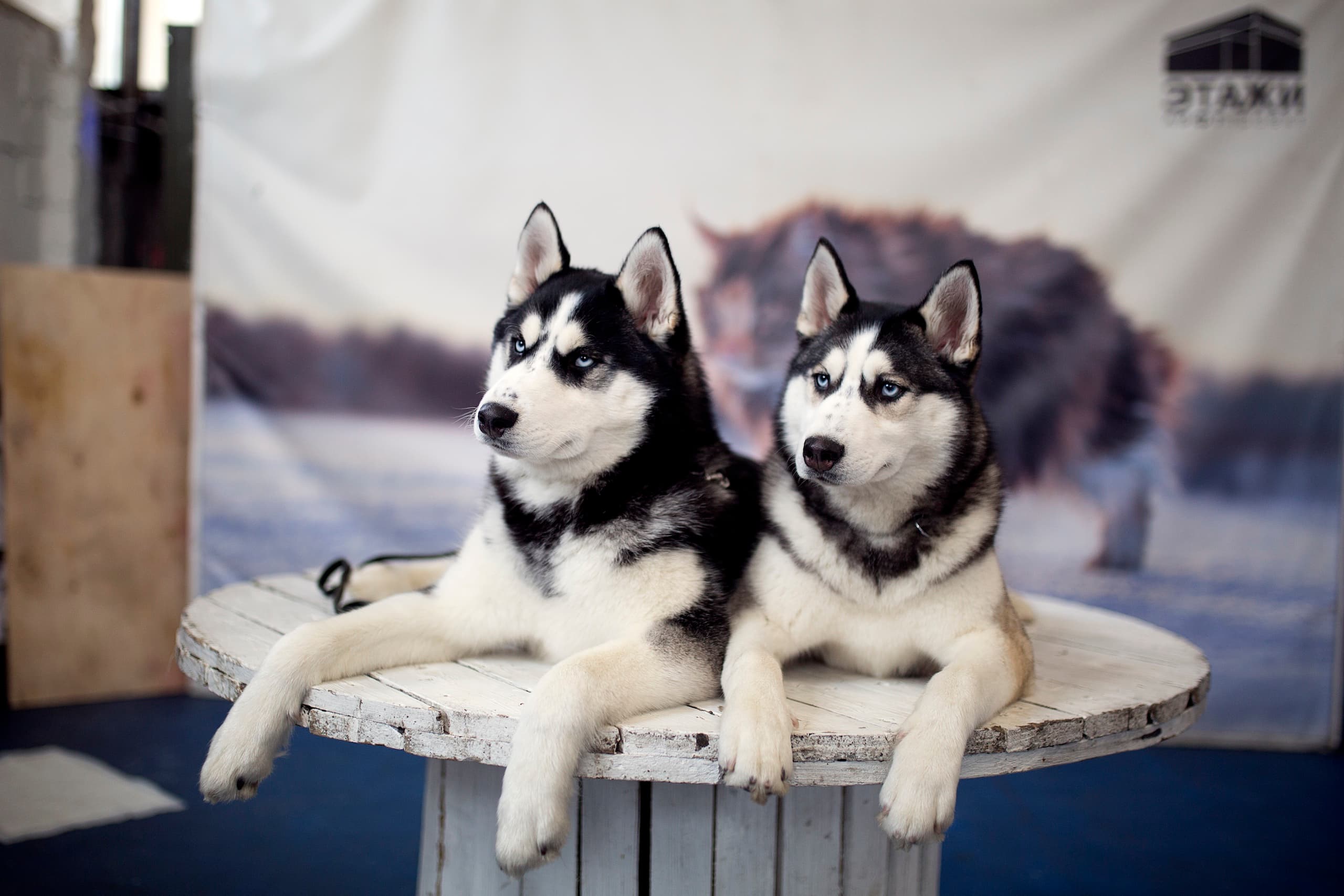 Фестиваль хаски (Лофт Проект Этажи)