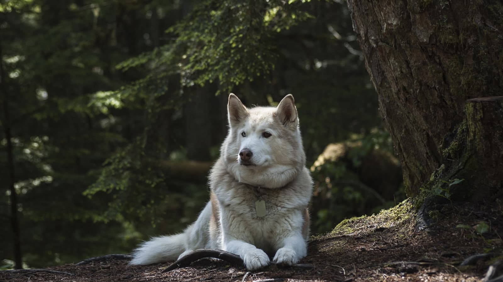 Карельские хаски и Мраморный мир (Улица Казанская, 2)