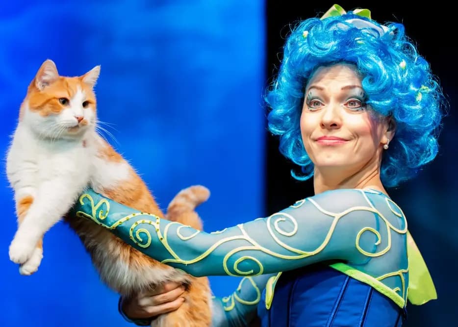 Коты спасают мир (Городской концертный зал)