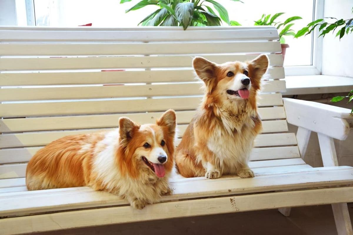 Фестиваль вельш-корги (Лофт Проект Этажи)