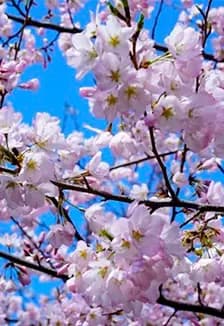 День весны и труда! Концертная программа