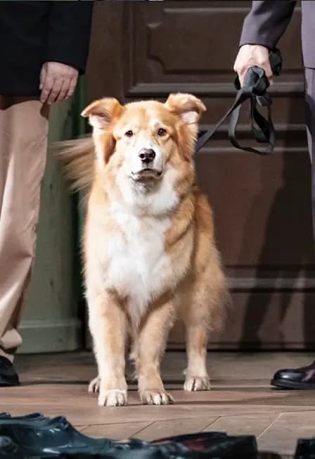 Собачье сердце