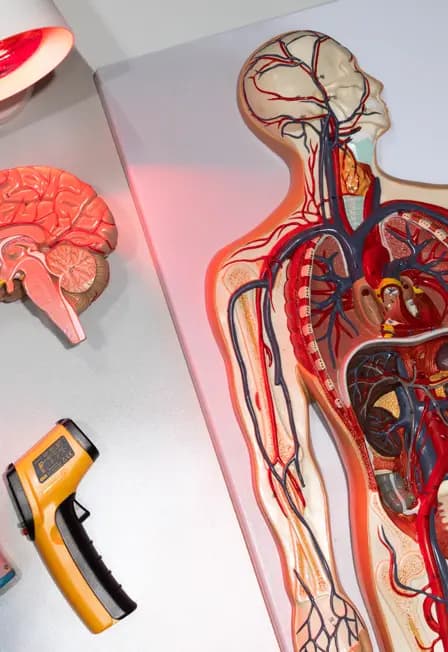 Секреты теплокровных