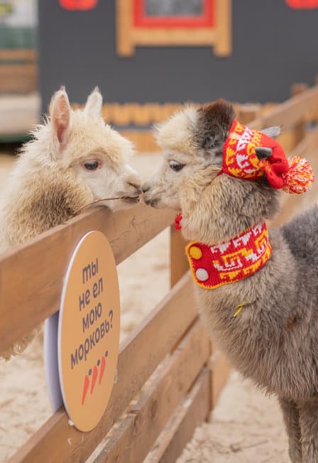 Экскурсия в выходные и праздники в парк альпак Пача Мама Ростов