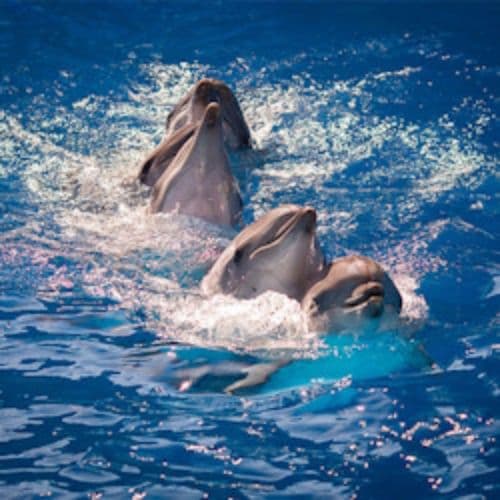 Шоу Дельфинов