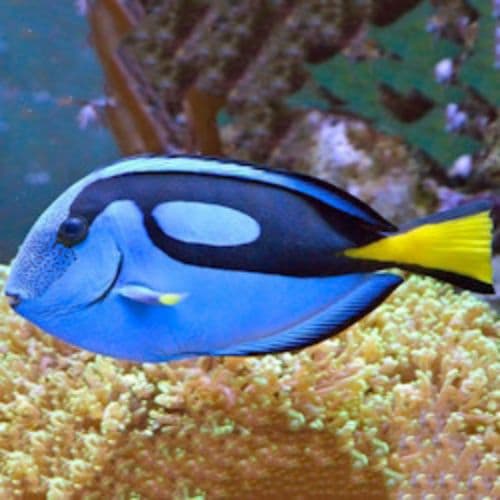 Океанариум