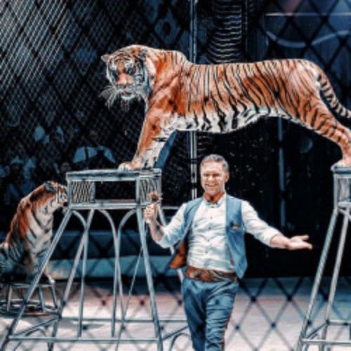 Тигры на земле и в воздухе