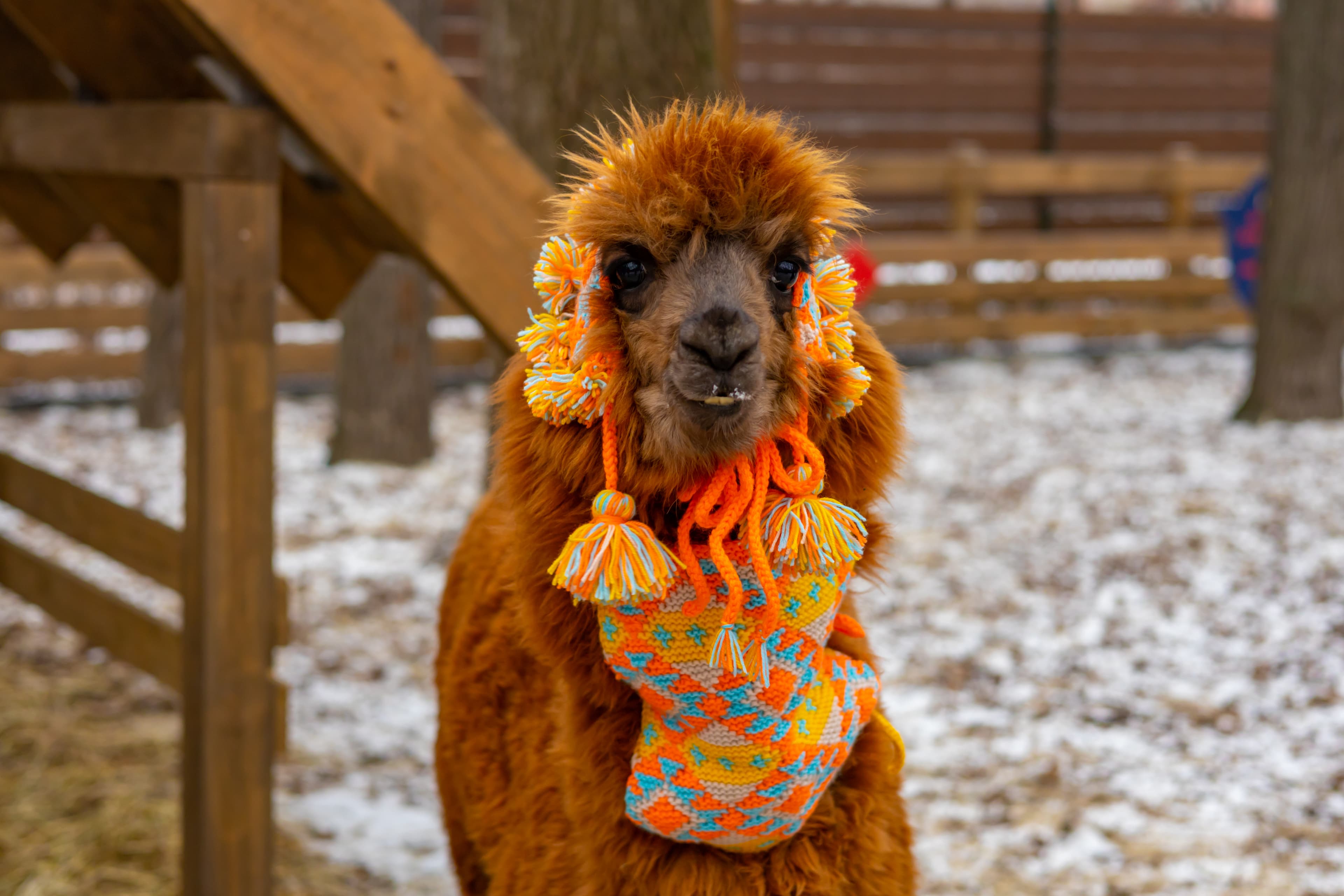 Экскурсия в выходные дни в парк альпак «Пача мама» (Парк альпак «Пача мама»)