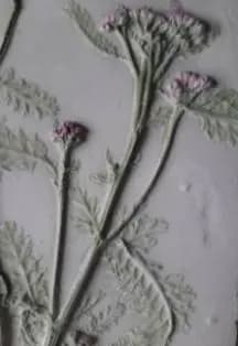 Ботанический барельеф. Мастер-класс