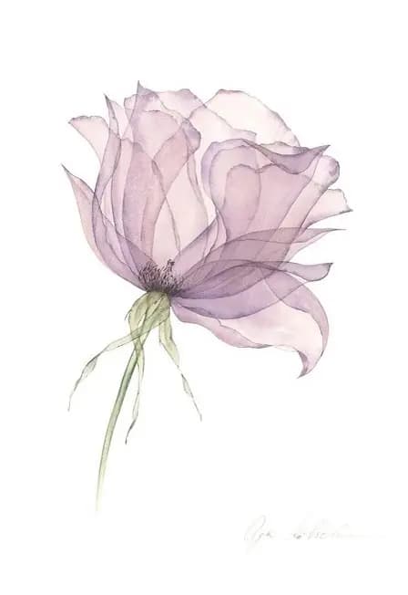 Слоистые лепестки. Техника лессировки в акварельной живописи