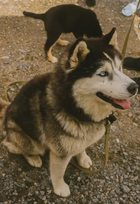 Карелия за 1 день: Рускеала, хаски, водопады