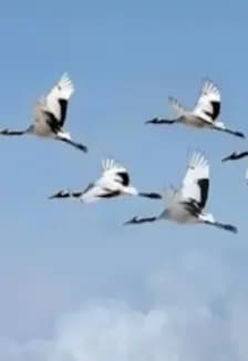 И превратились в белых журавлей... литературно-исторический час