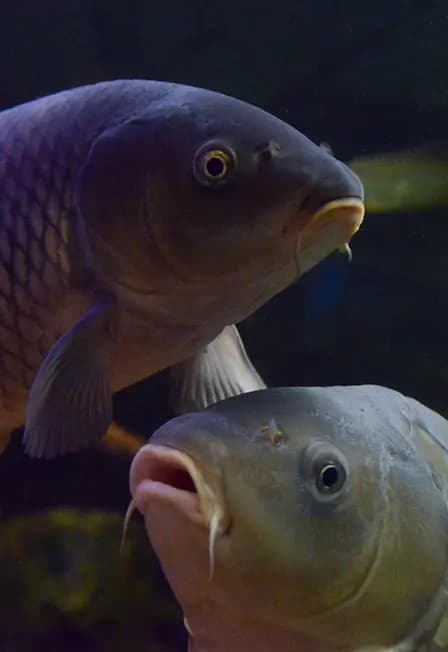 Входной билет в Главное здание музея общий